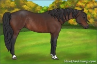 Horse Color:Bay Frame Rabicano 