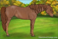 Horse Color:Red Roan