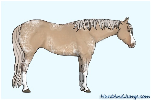 Horse Color:Unknown 