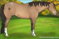 Horse Color:Amber Champagne 