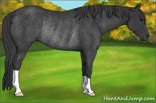 Horse Color:Black Rabicano