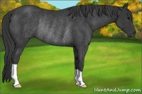 Horse Color:Black Rabicano 