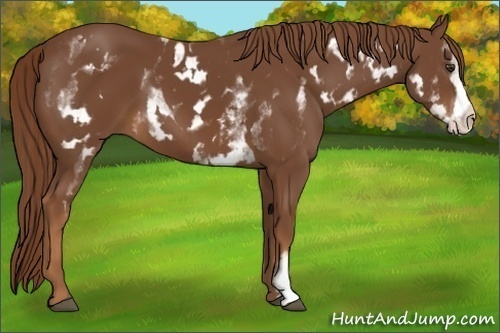 Horse Color:White Spotted Chestnut Frame