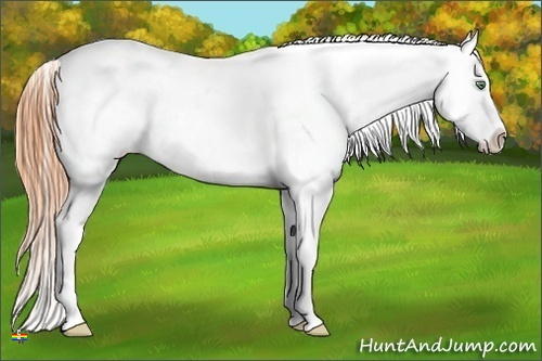 Horse Color:Sable Cream Champagne Dun Appaloosa 