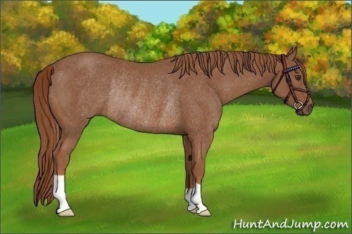 Horse Color:Chestnut Rabicano 