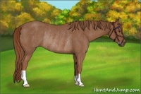 Horse Color:Chestnut Rabicano 