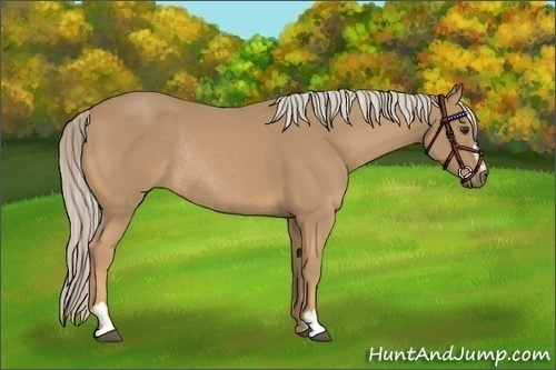 Horse Color:Palomino Sabino Rabicano 