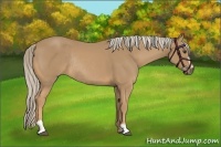 Horse Color:Palomino Sabino Rabicano