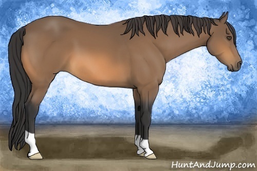 Horse Color:Buckskin 