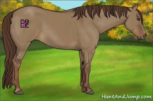 Horse Color:Liver Red Dun Rabicano 