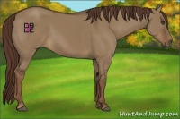 Horse Color:Liver Red Dun Rabicano 