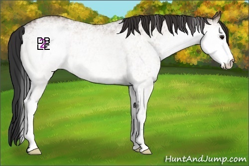 Horse Color:White Spotted Bay Dun