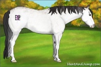 Horse Color:White Spotted Bay Dun