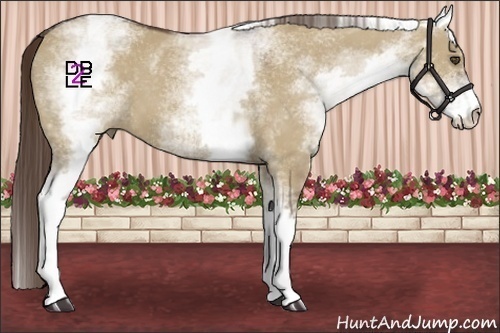 Horse Color:White Spotted Liver Red Dun 