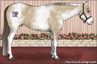 Horse Color:White Spotted Liver Red Dun