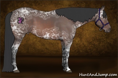 Horse Color:Bay Ice 
