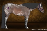 Horse Color:Bay Ice 