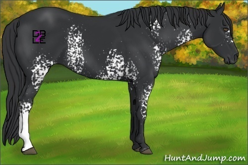 Horse Color:White Spotted Black