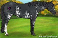 Horse Color:White Spotted Black