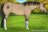Horse Color:Bay Dun