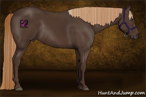Horse Color:Liver Chestnut Frame Rabicano 