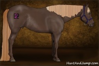 Horse Color:Liver Chestnut Frame Rabicano 