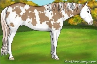 Horse Color:White Spotted Red Dun Splash 