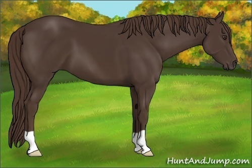 Horse Color:Liver Chestnut 