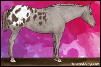 Horse Color:Liver Chestnut Frame Appaloosa 