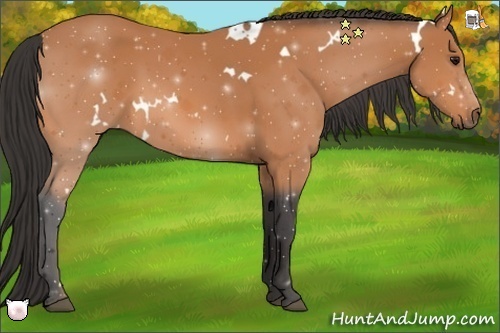 Horse Color:White Spotted Bay 