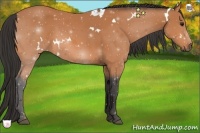 Horse Color:White Spotted Bay
