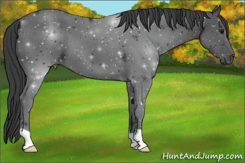 Horse Color:Smoky Black 