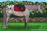 Horse Color:Brown Sabino Appaloosa 