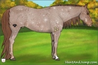 Horse Color:Chestnut Appaloosa 