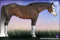 Horse Color:Liver Chestnut Splash 