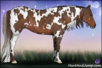 Horse Color:White Spotted Liver Chestnut Frame 