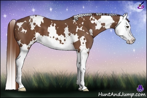 Horse Color:White Spotted Chestnut Splash 
