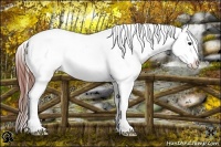 Horse Color:Bay Roan Dun Snowcap