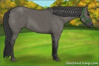 Horse Color:Grullo Rabicano 