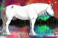 Horse Color:White Spotted Bay Splash Appaloosa 