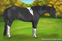 Horse Color:Black Sabino Tobiano