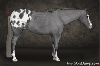 Horse Color:Smoky Black Sabino Appaloosa 