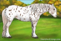 Horse Color:White Spotted Chestnut Blanket 