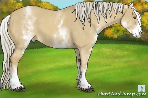 Horse Color:White Spotted Palomino Dun 