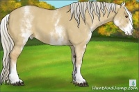 Horse Color:White Spotted Palomino Dun