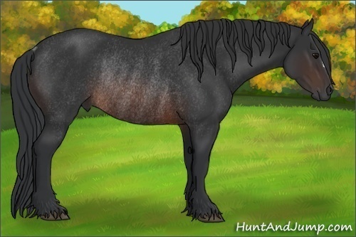 Horse Color:Brown Rabicano 
