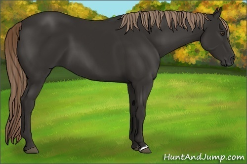 Horse Color:Liver Chestnut 