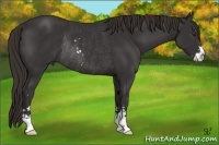 Horse Color:Liver Chestnut Sabino Rabicano 