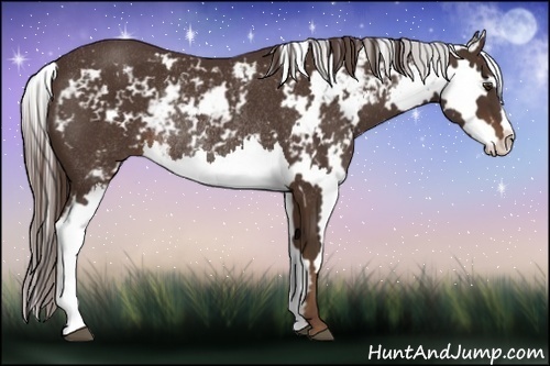 Horse Color:Liver Chestnut Sabino Splash Frame Rabicano 