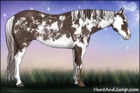 Horse Color:Liver Chestnut Sabino Splash Frame Rabicano